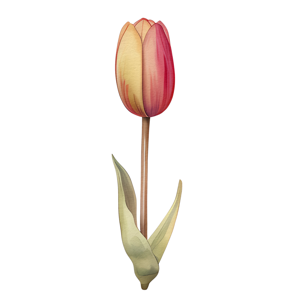 watercolor beautiful pink red tulips, tulips flower basket, AI Generative png