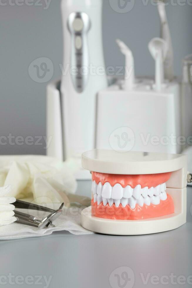 Teeth and jaw model. Closeup photo