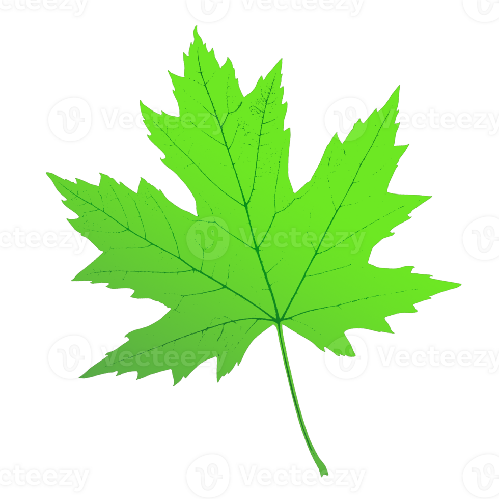 maple leaf shape png