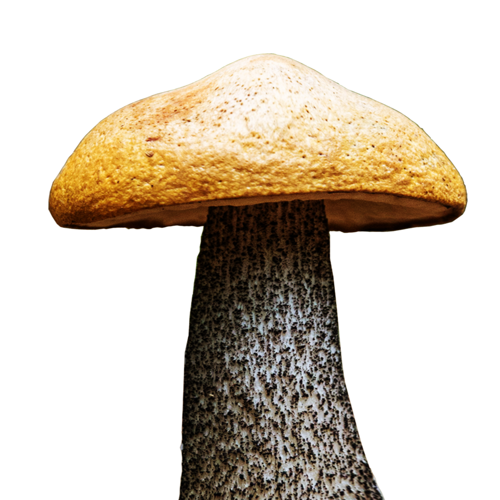 icon mushroom from forest png
