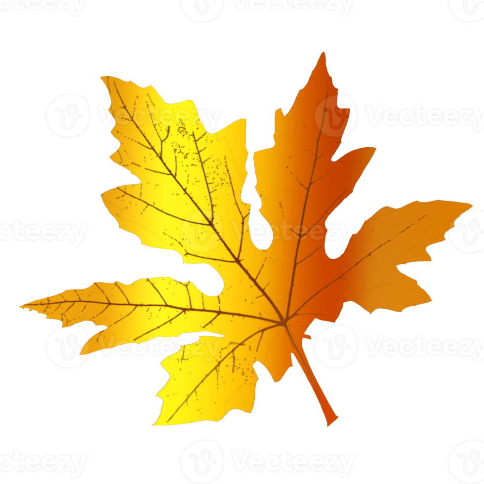 maple leaf shape png