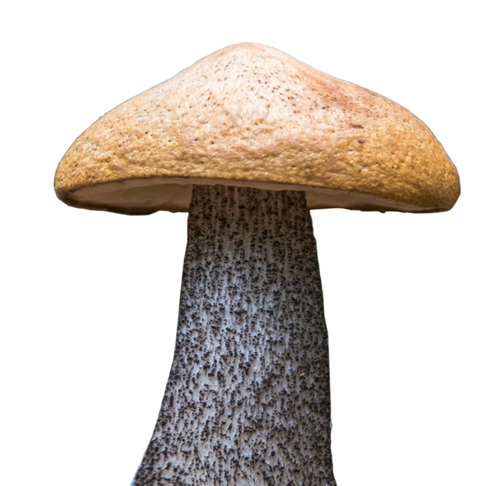 icon mushroom from forest png
