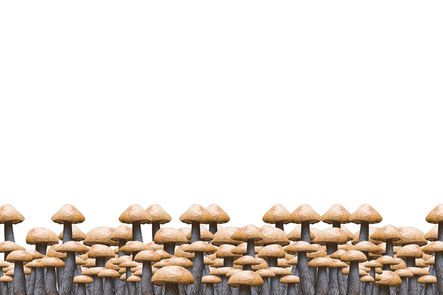 border of mushroom png
