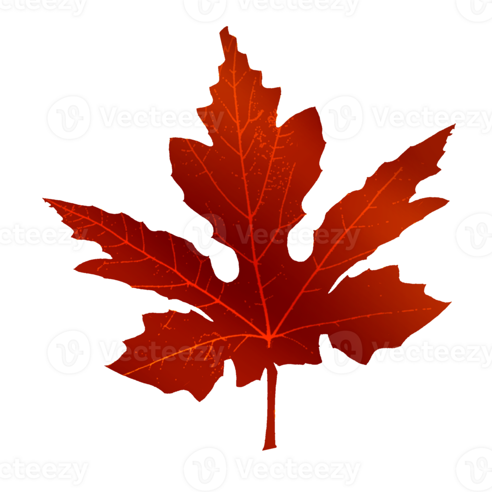 maple leaf shape png