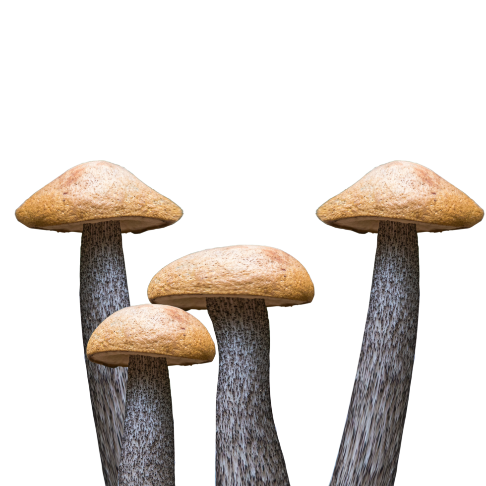 icon mushroom from forest png