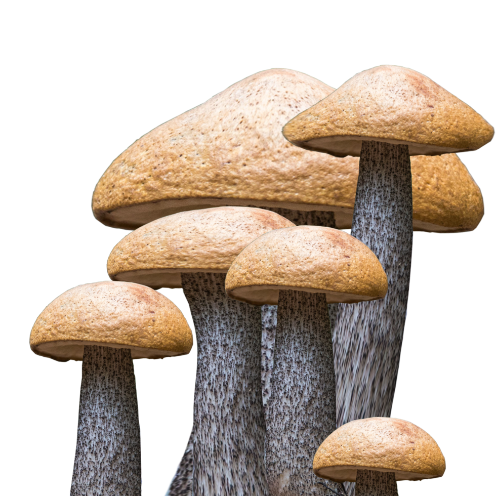 Symbol Pilz von Wald png