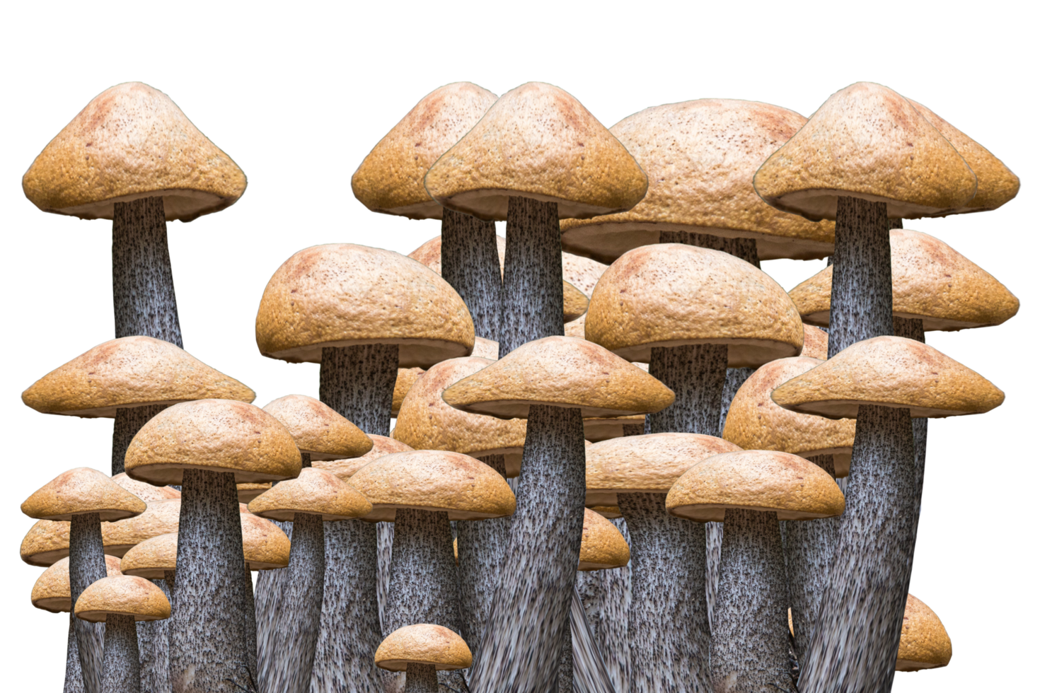 icon mushroom from forest png