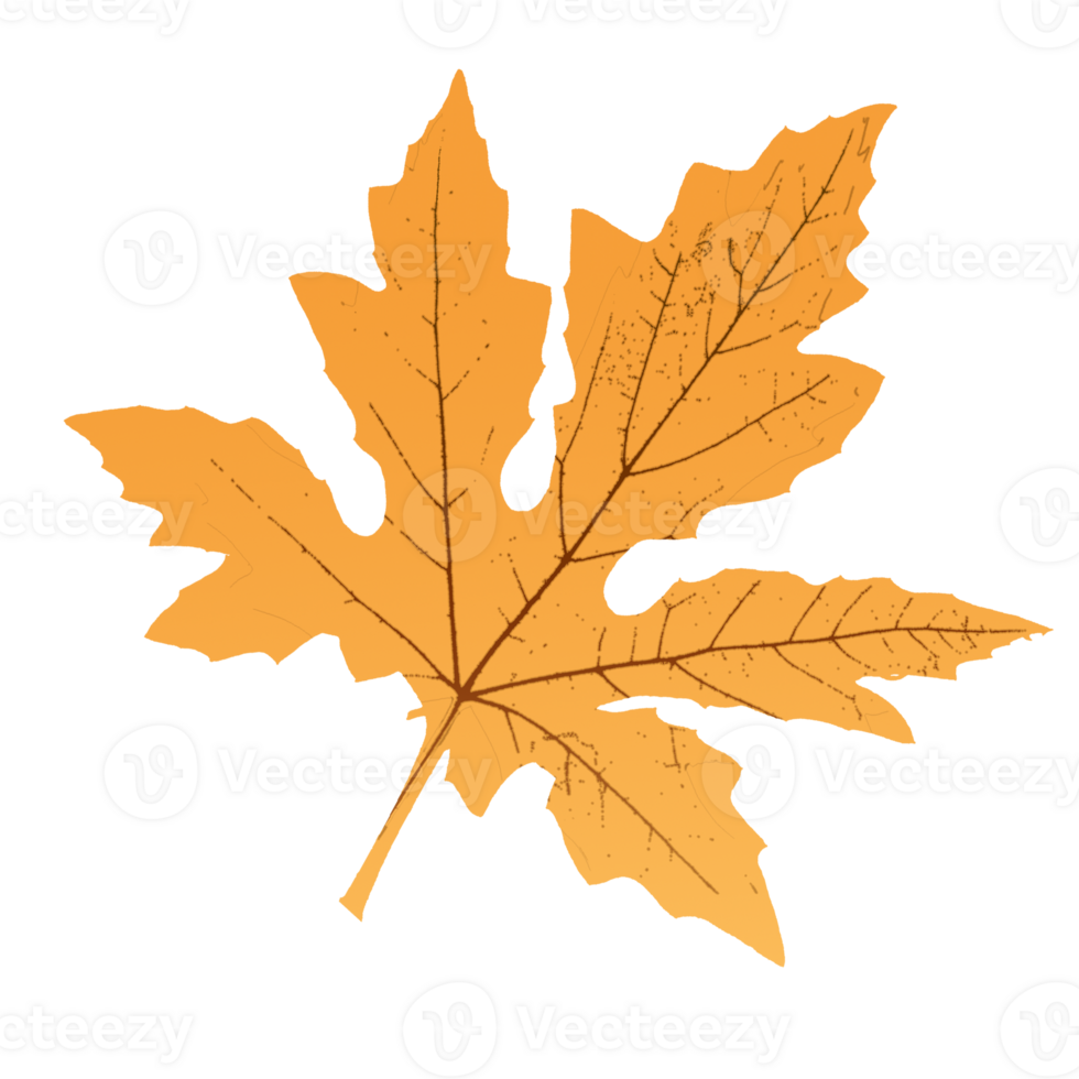 érable feuille forme png