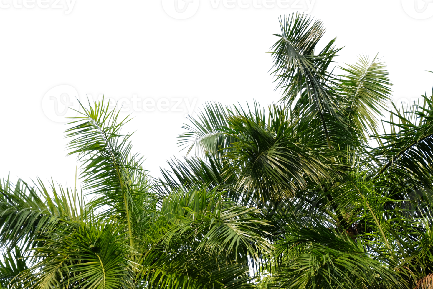 leaves palm cut out background png