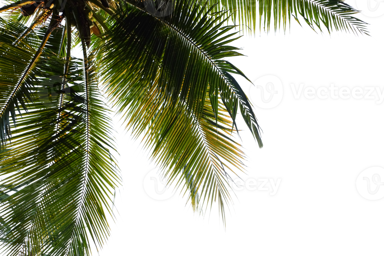 leaves palm cut out background png