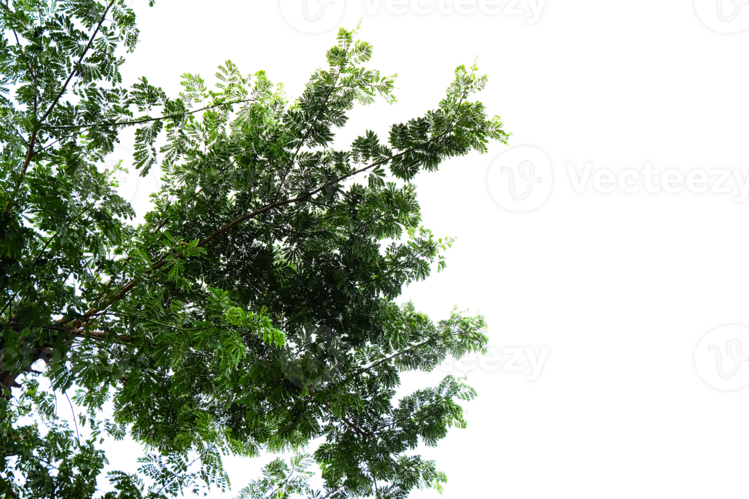 green leaves remove background png