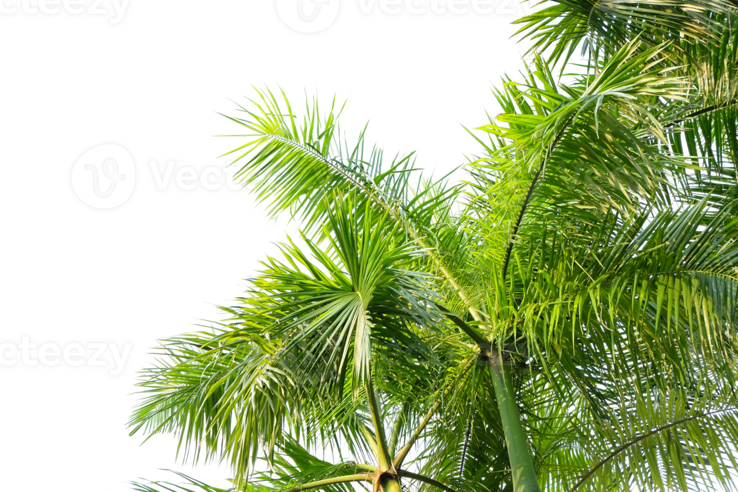 palm leaves and branches background cut out png