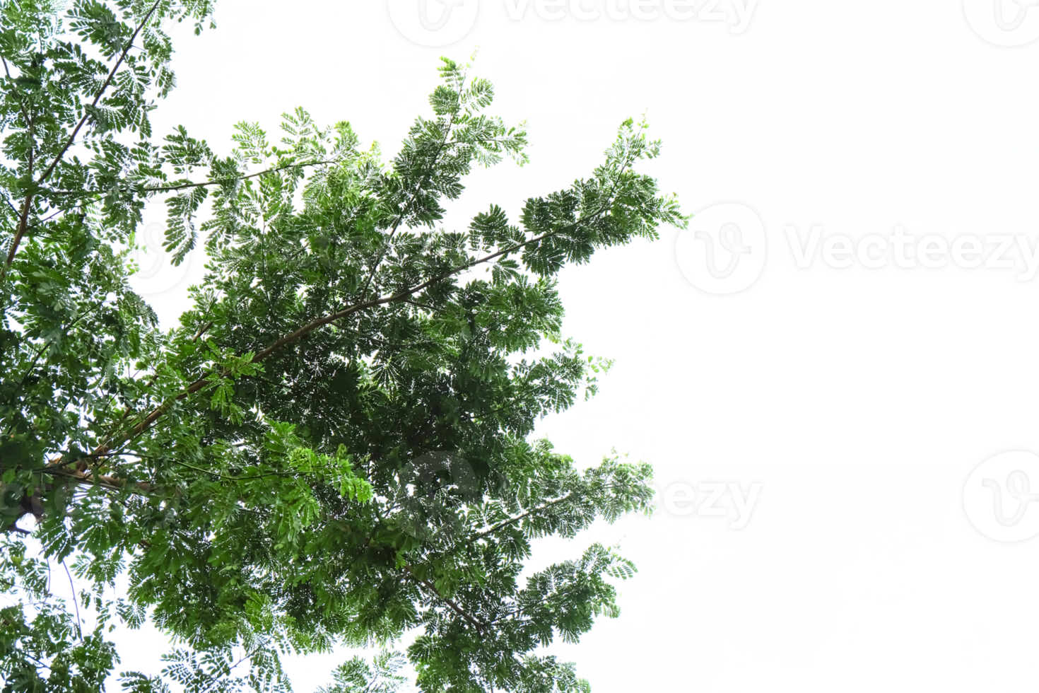 Branches and leaves of a tree isolated on background png