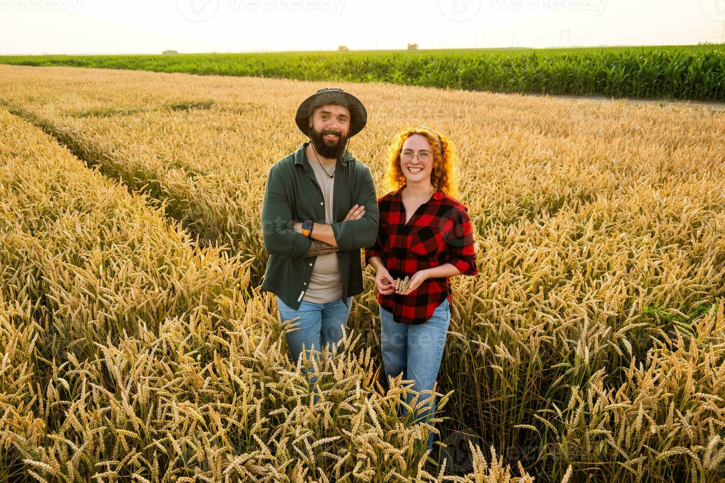 Family agricultural occupation. Man and woman are cultivating wheat. They are satisfied with good progress of plants. photo