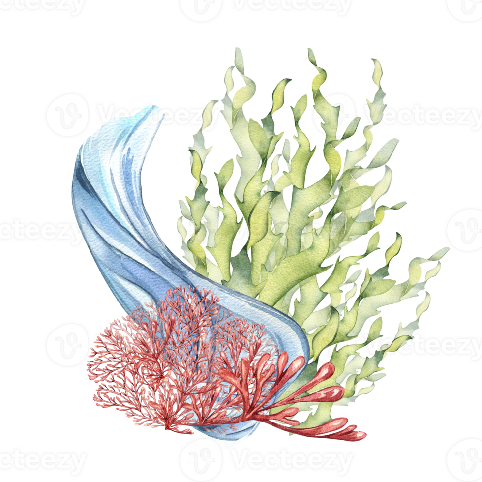 Sea plants and water splash watercolor illustration. Pink agar agar seaweed, laminaria hand drawn. Design element for package, label, wrapping, marine collection. png