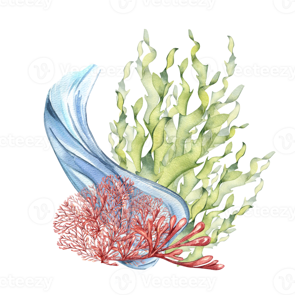 mar plantas y agua chapoteo acuarela ilustración. rosado agar agar algas marinas, laminaria mano dibujado. diseño elemento para paquete, etiqueta, envase, marina recopilación. png