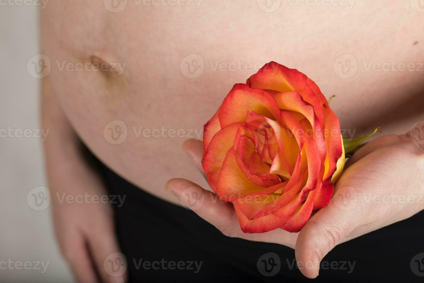 Young pregnant woman keeps natural rose blossom close to her belly. photo