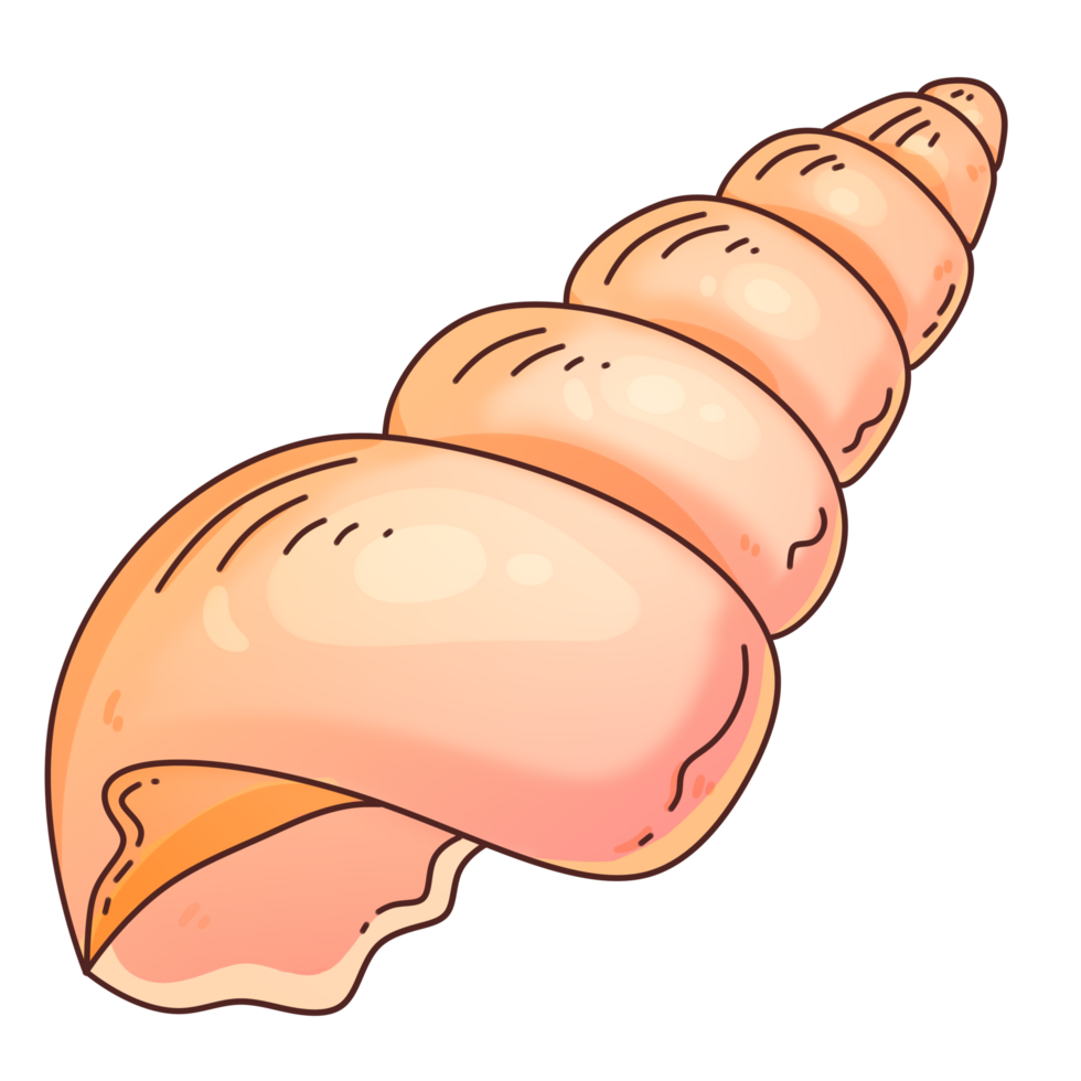 Seashell Summer Cartoon Clipart png