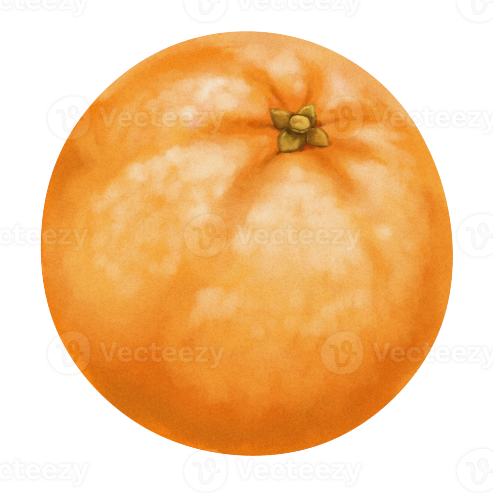 Aquarell Obst Gemälde Orange png