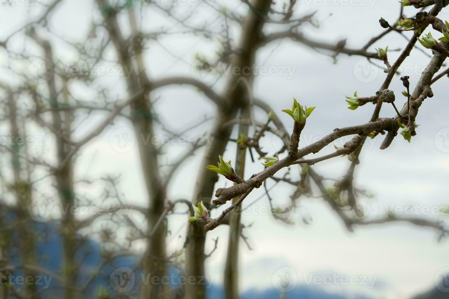 Apple tree flower buds photo