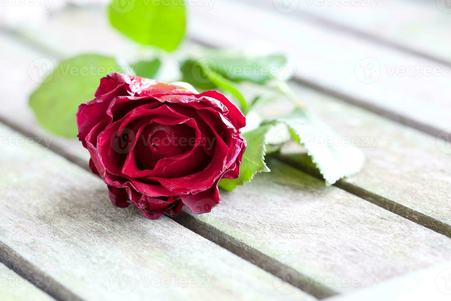 A red melting rose on an old wooden surface photo