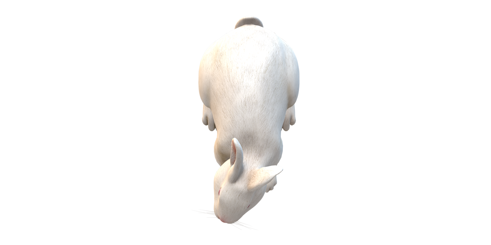 Rabbit isolated on a Transparent Background png
