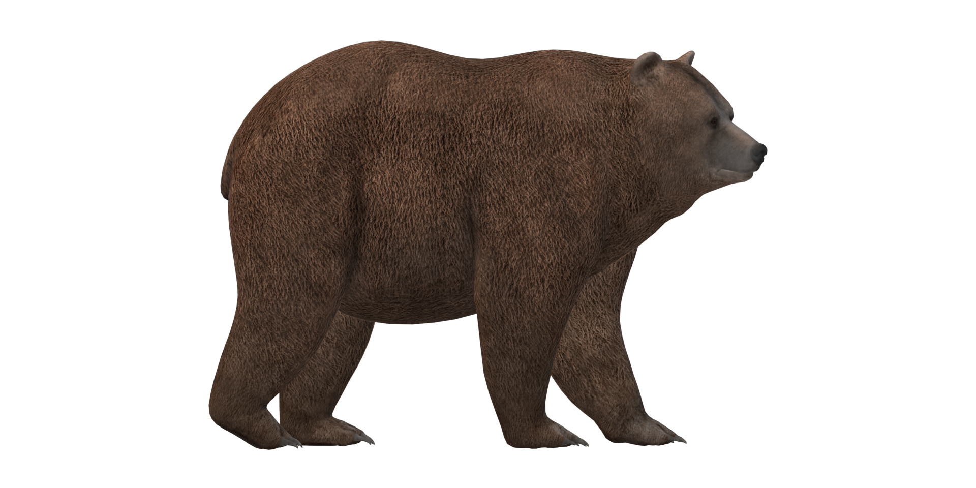 ai generativo Urso isolado em uma transparente fundo png