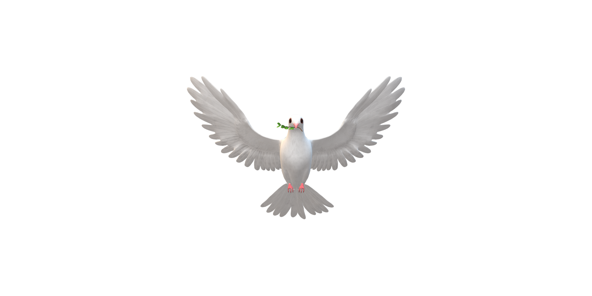 Peace Dove isolated on a Transparent Background png
