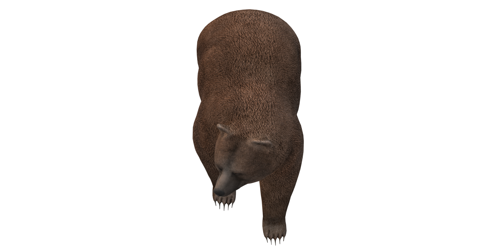 Bear isolated on a Transparent Background png