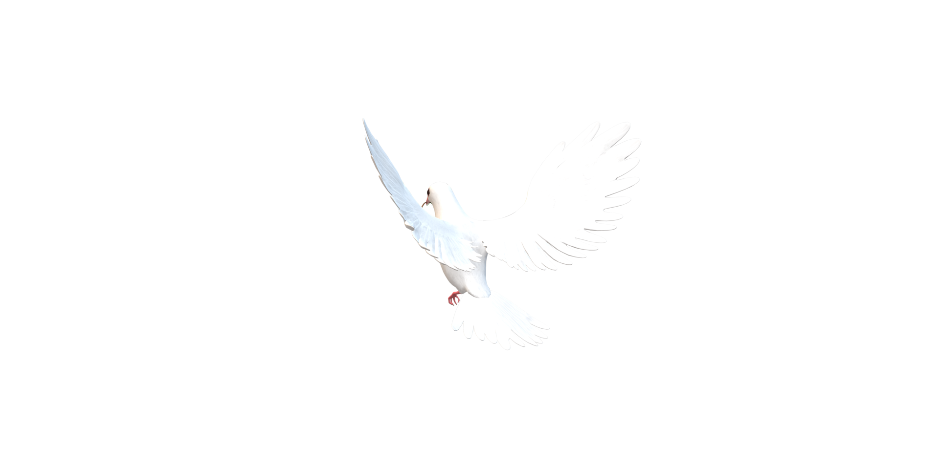 Peace Dove isolated on a Transparent Background png
