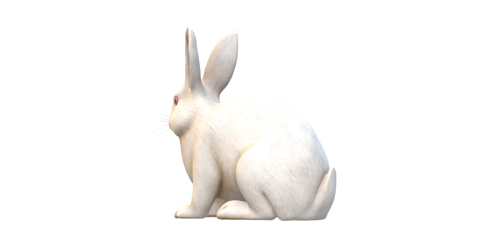 Rabbit isolated on a Transparent Background png