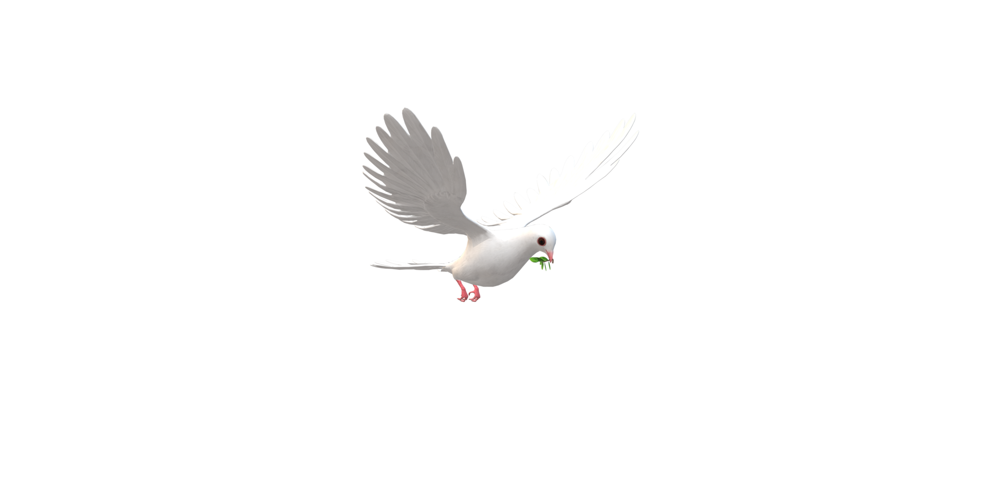 Peace Dove isolated on a Transparent Background png
