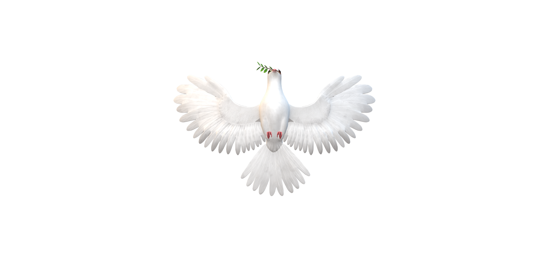 Peace Dove isolated on a Transparent Background png