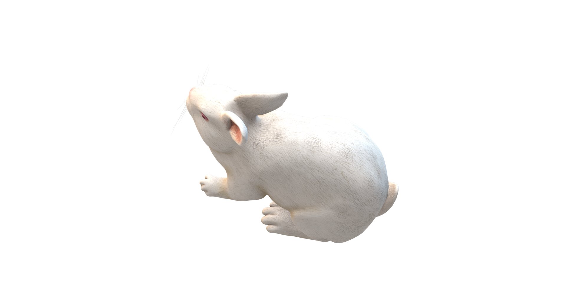Rabbit isolated on a Transparent Background png