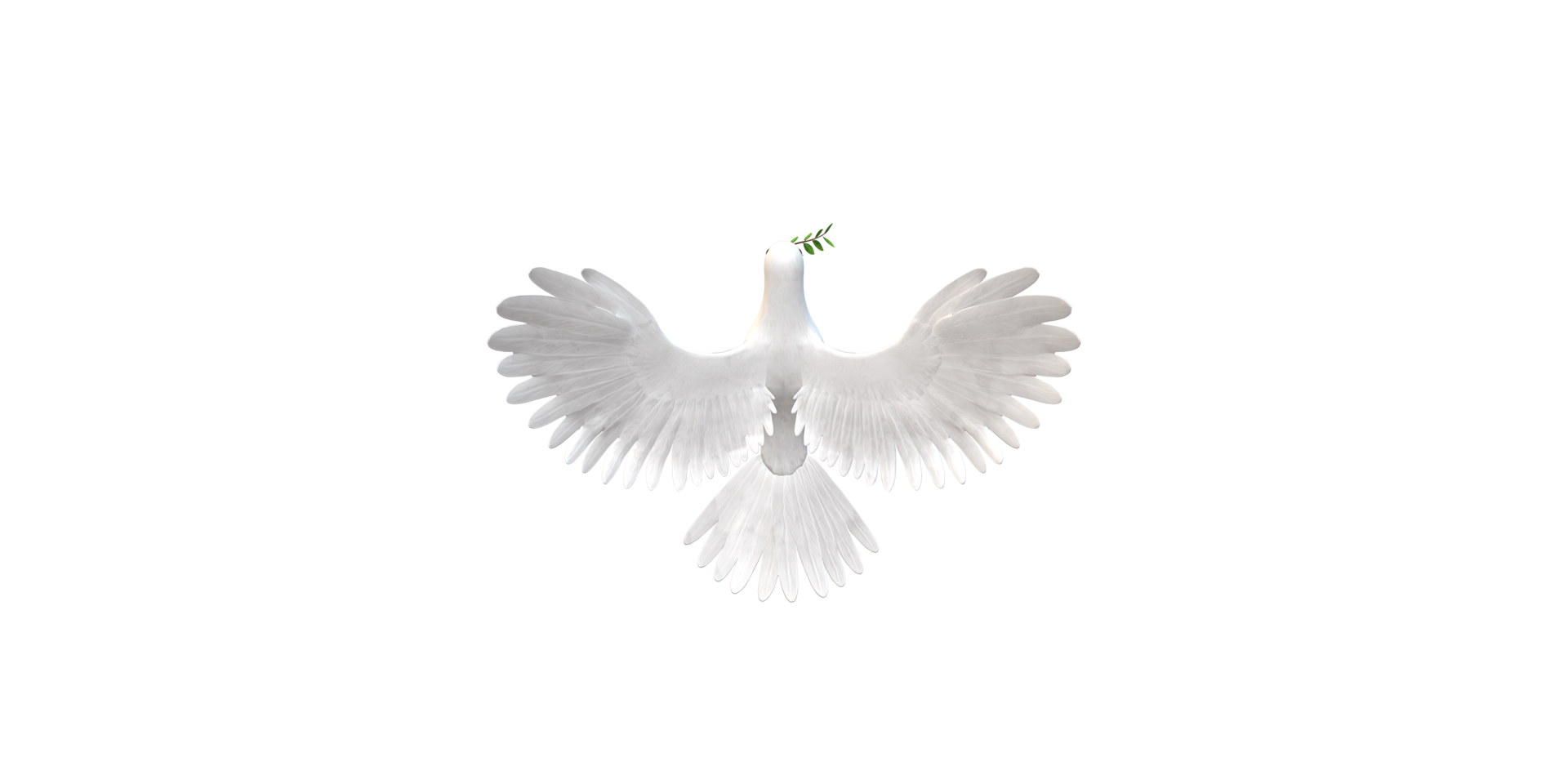 Peace Dove isolated on a Transparent Background png