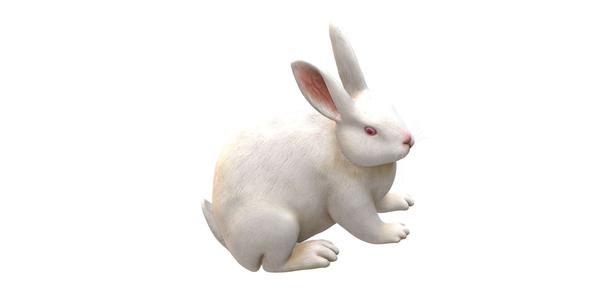 Rabbit isolated on a Transparent Background png