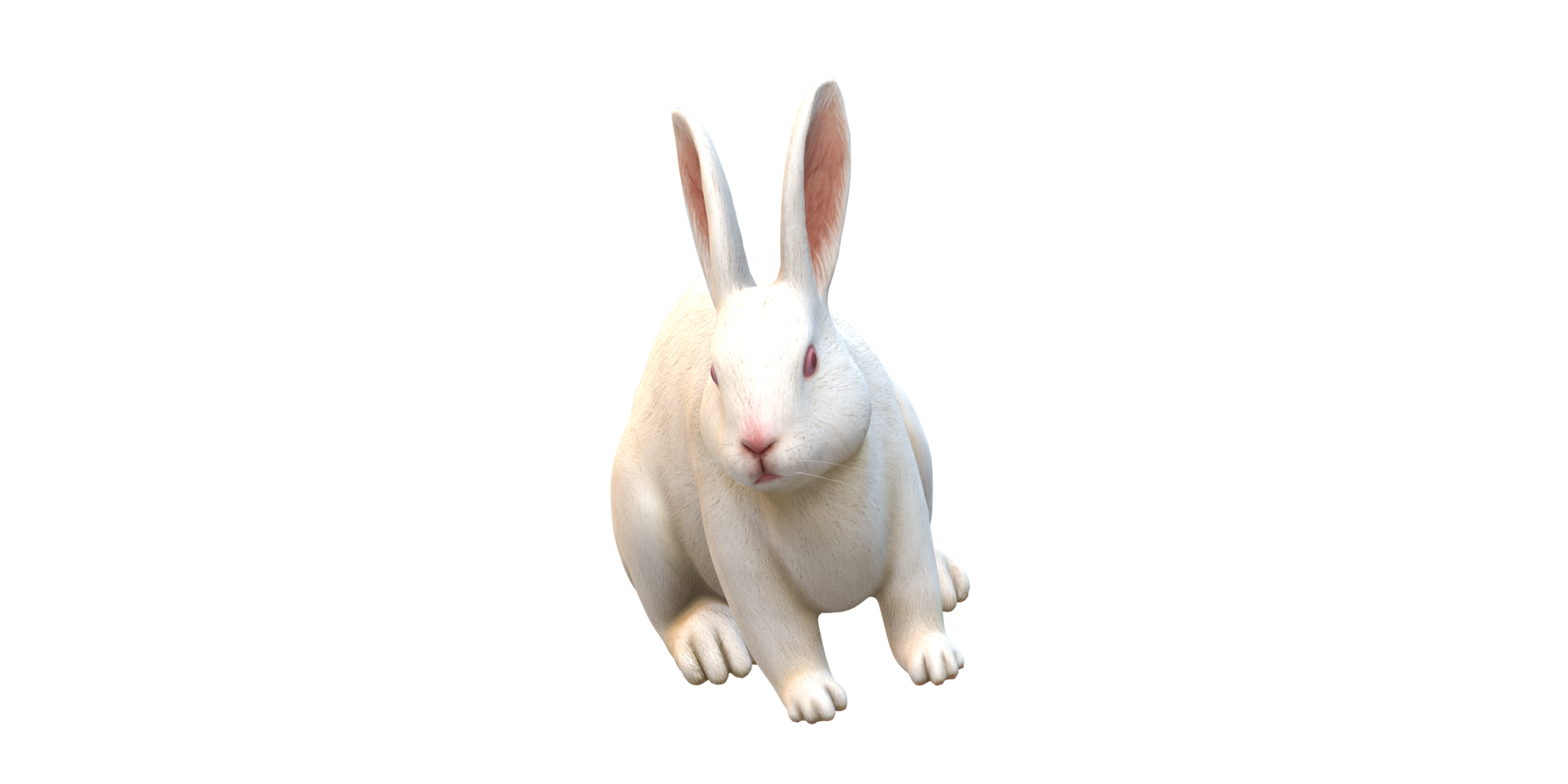 Rabbit isolated on a Transparent Background png