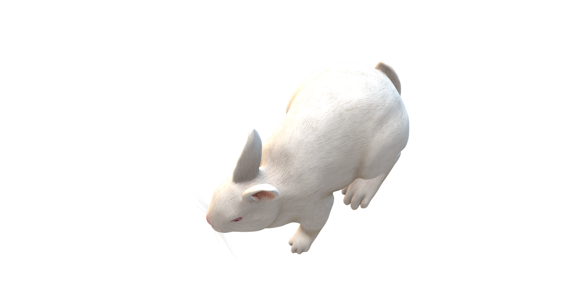 Rabbit isolated on a Transparent Background png