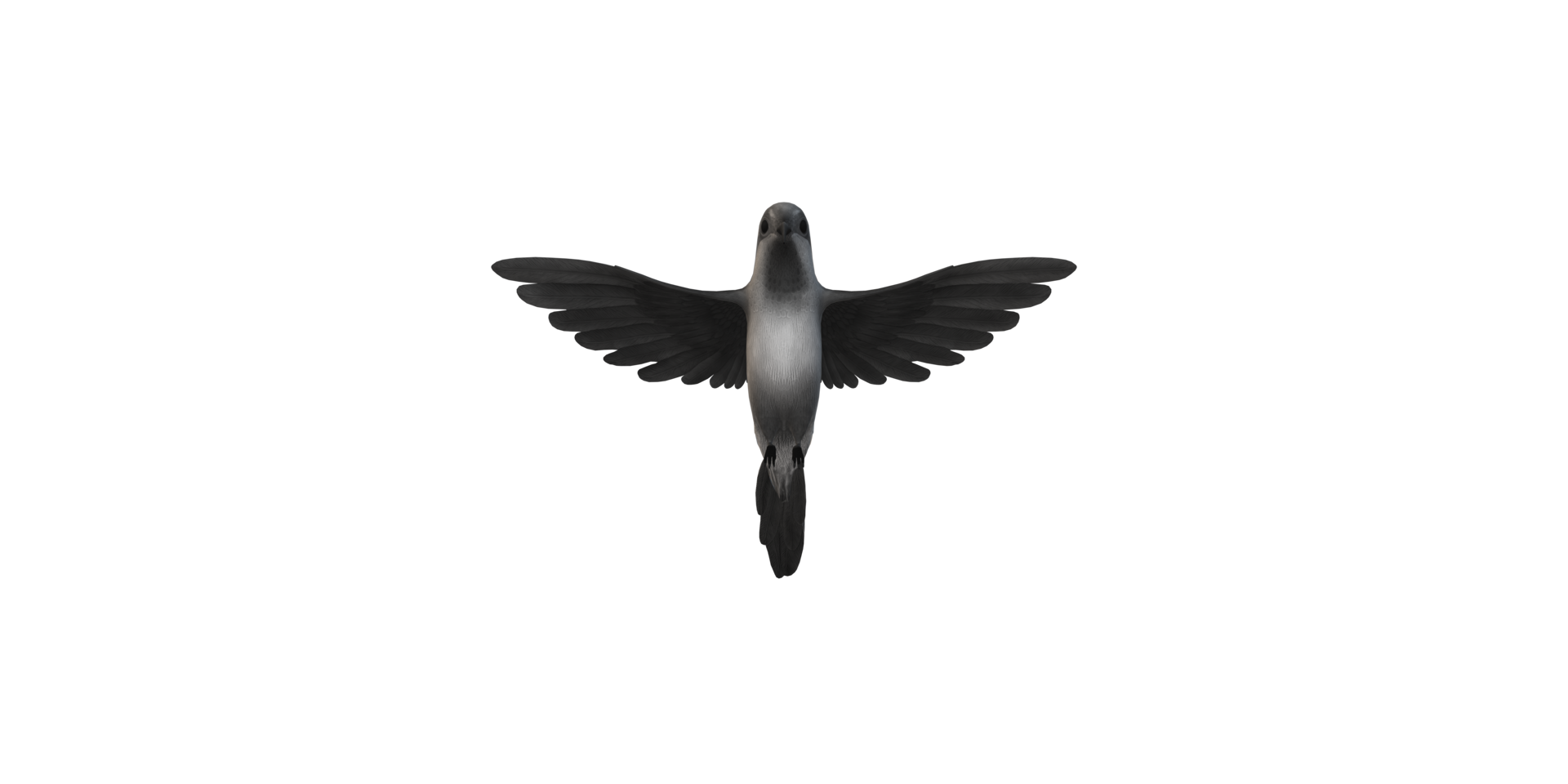 Humming Bird isolated on a Transparent Background png