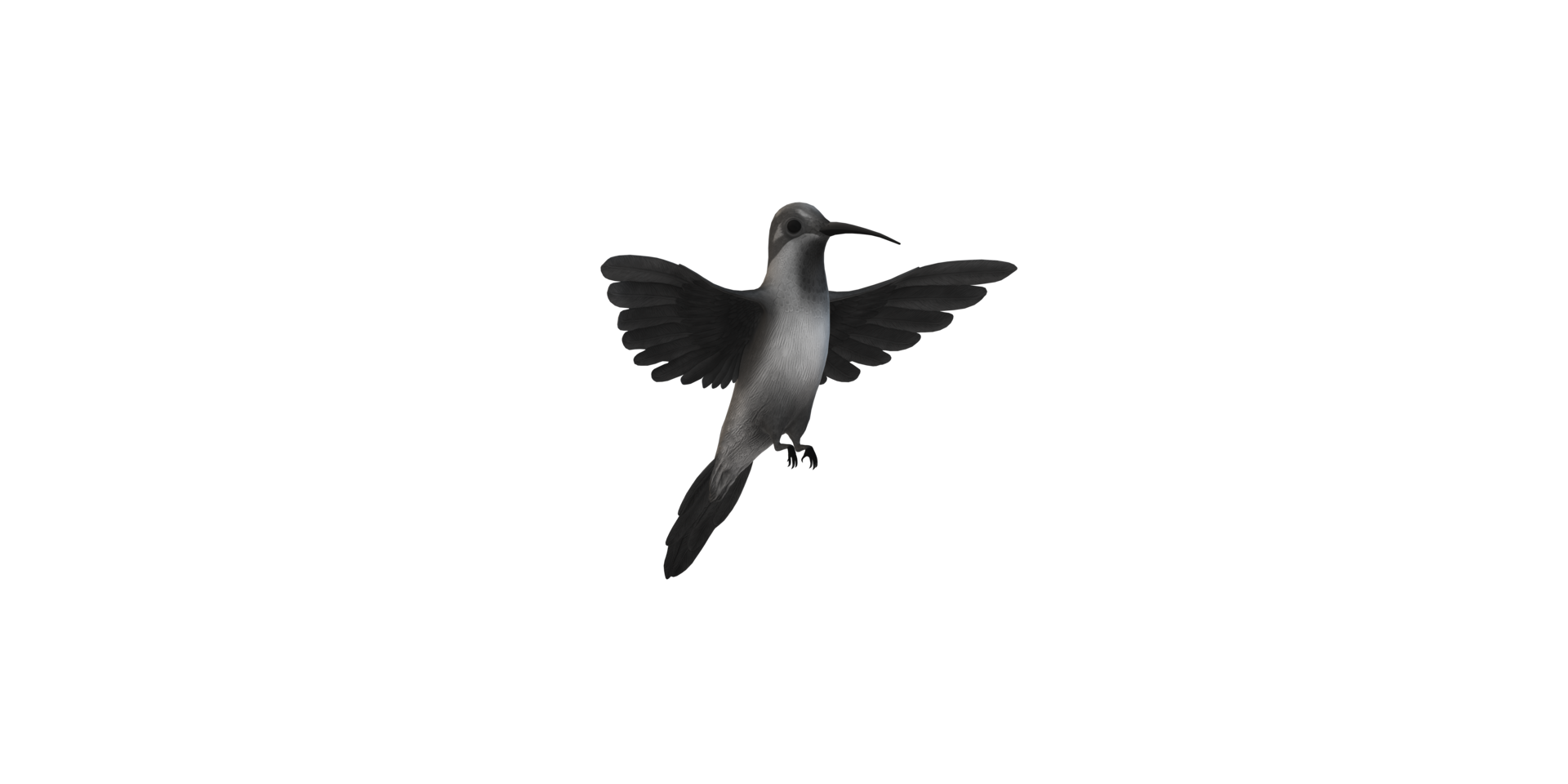 Humming Bird isolated on a Transparent Background png