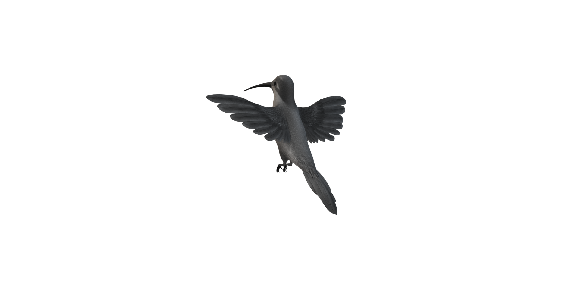 Humming Bird isolated on a Transparent Background png