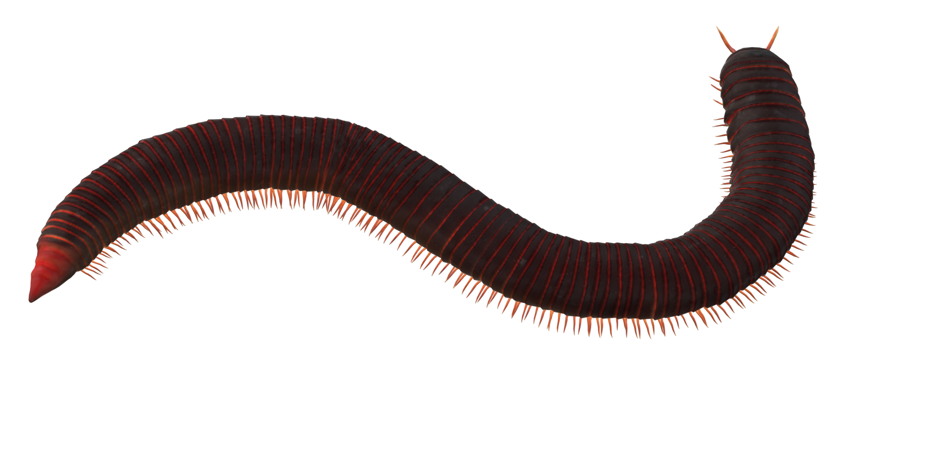 Millipede isolated on a Transparent Background png