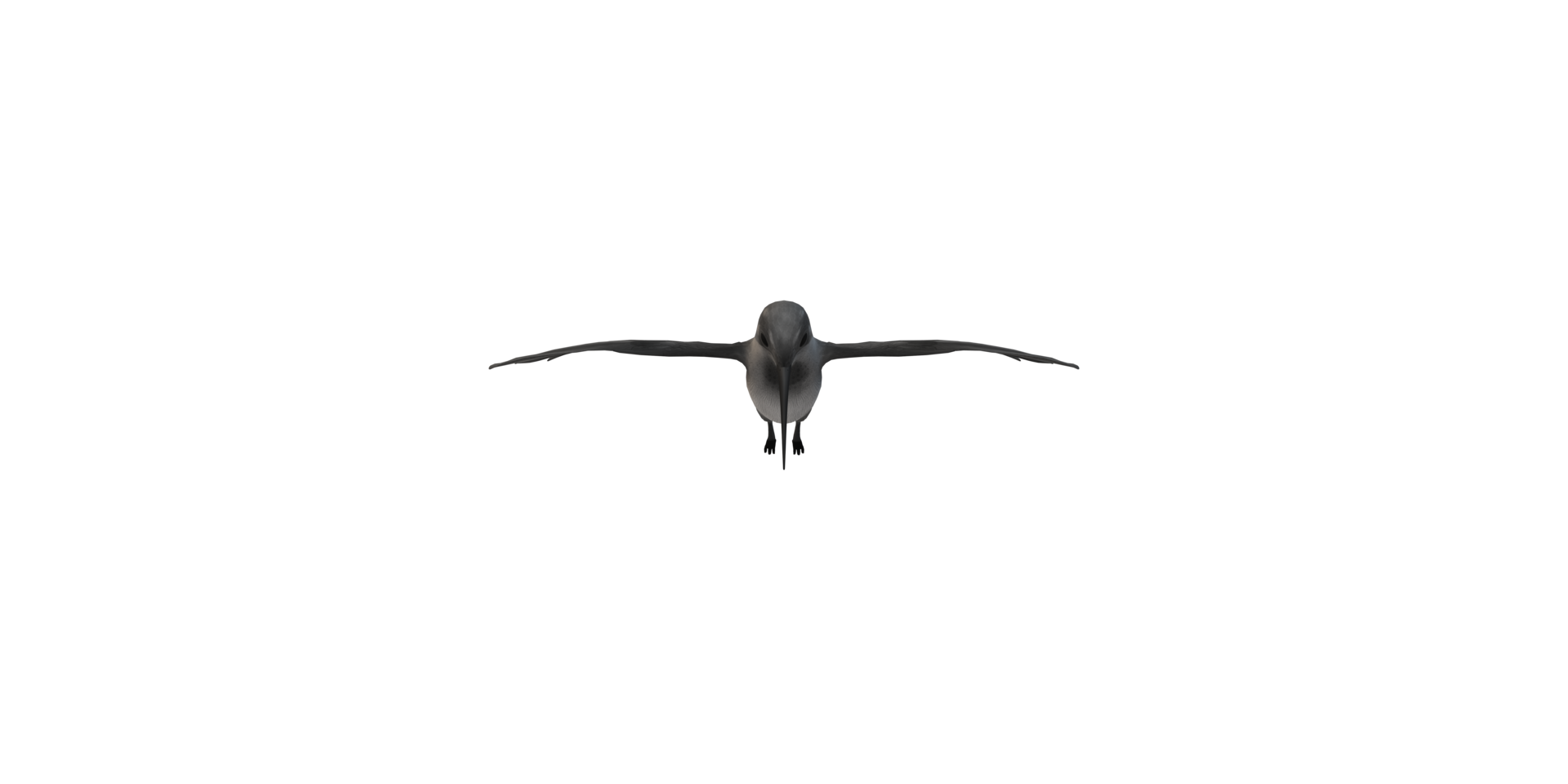 Humming Bird isolated on a Transparent Background png