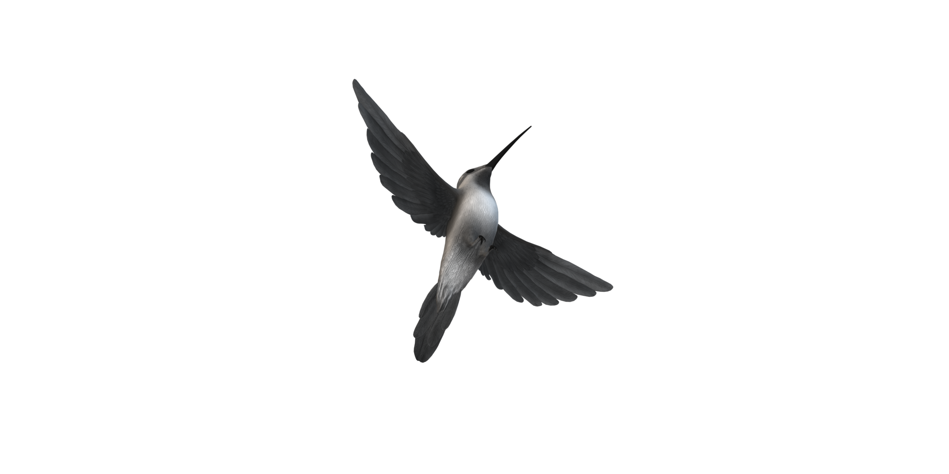 Humming Bird isolated on a Transparent Background png