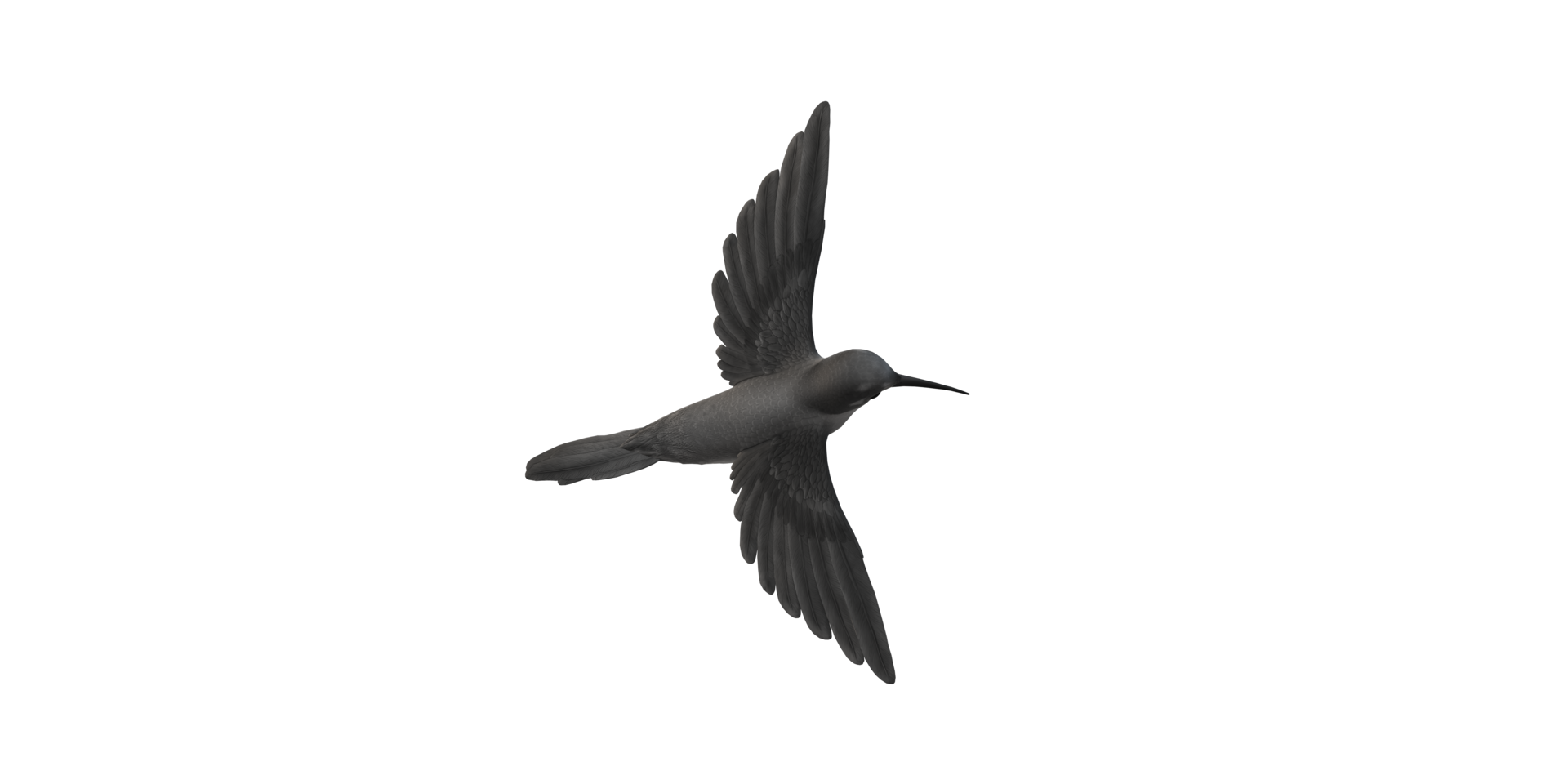 Humming Bird isolated on a Transparent Background png