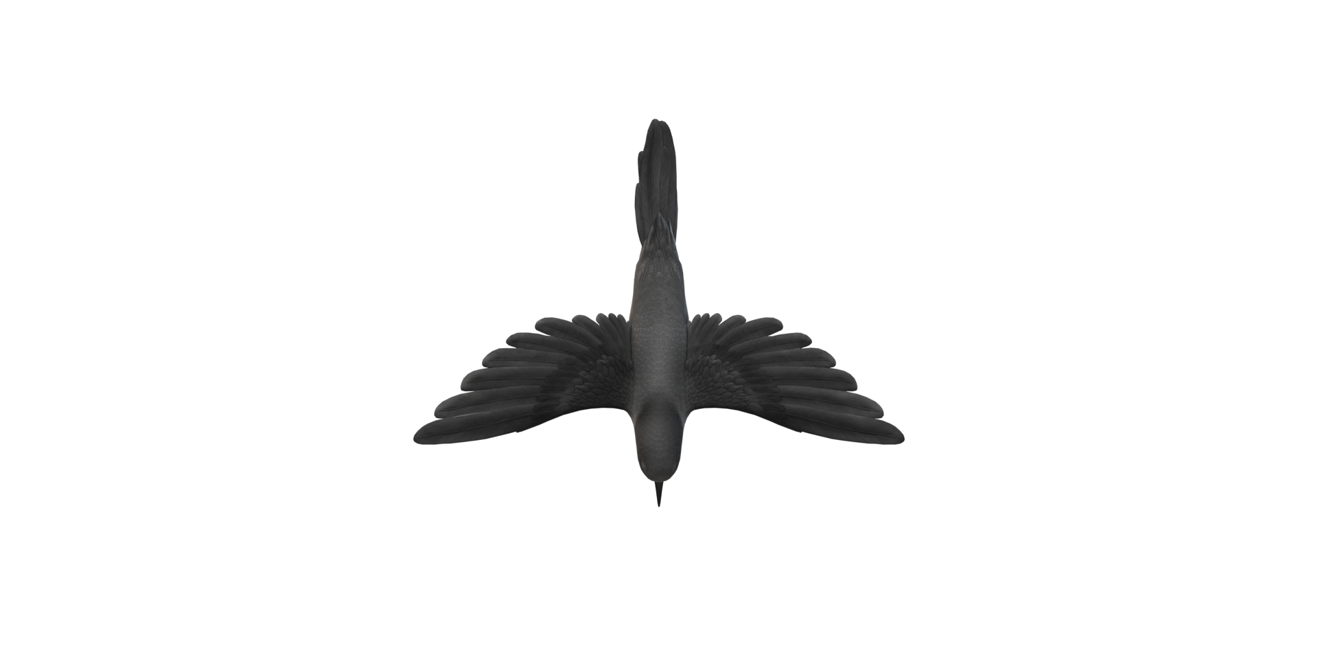 Humming Bird isolated on a Transparent Background png