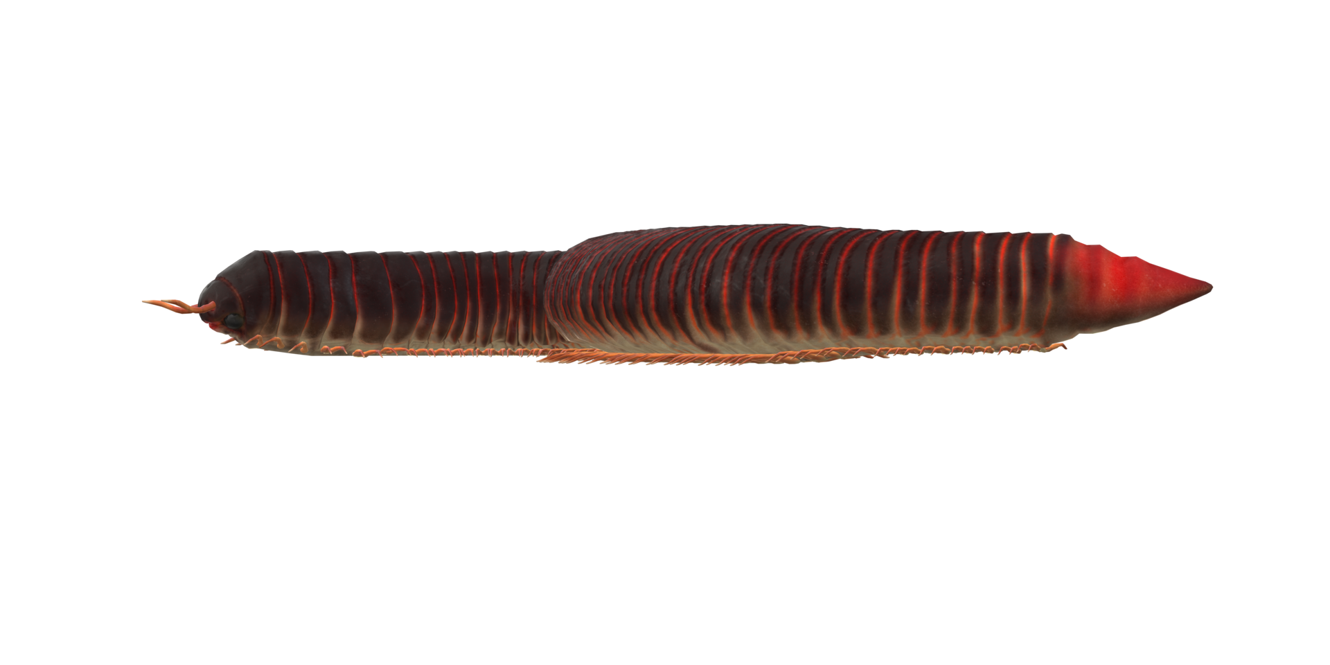 Millipede isolated on a Transparent Background png