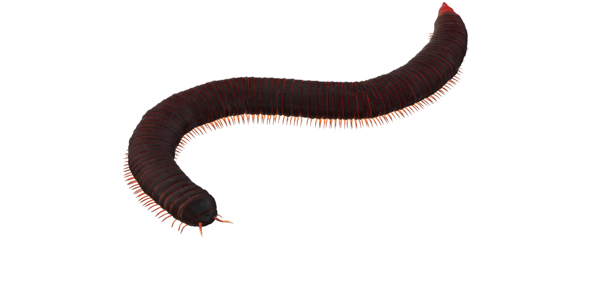 Millipede isolated on a Transparent Background png