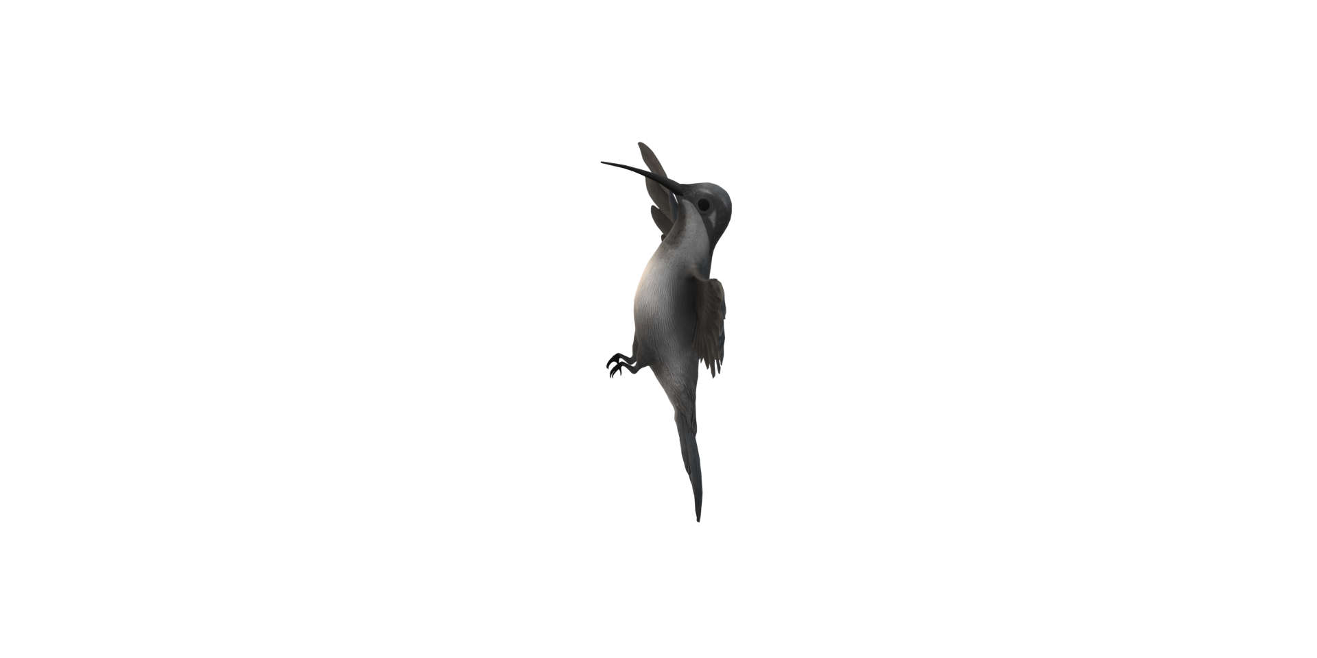 Humming Bird isolated on a Transparent Background png