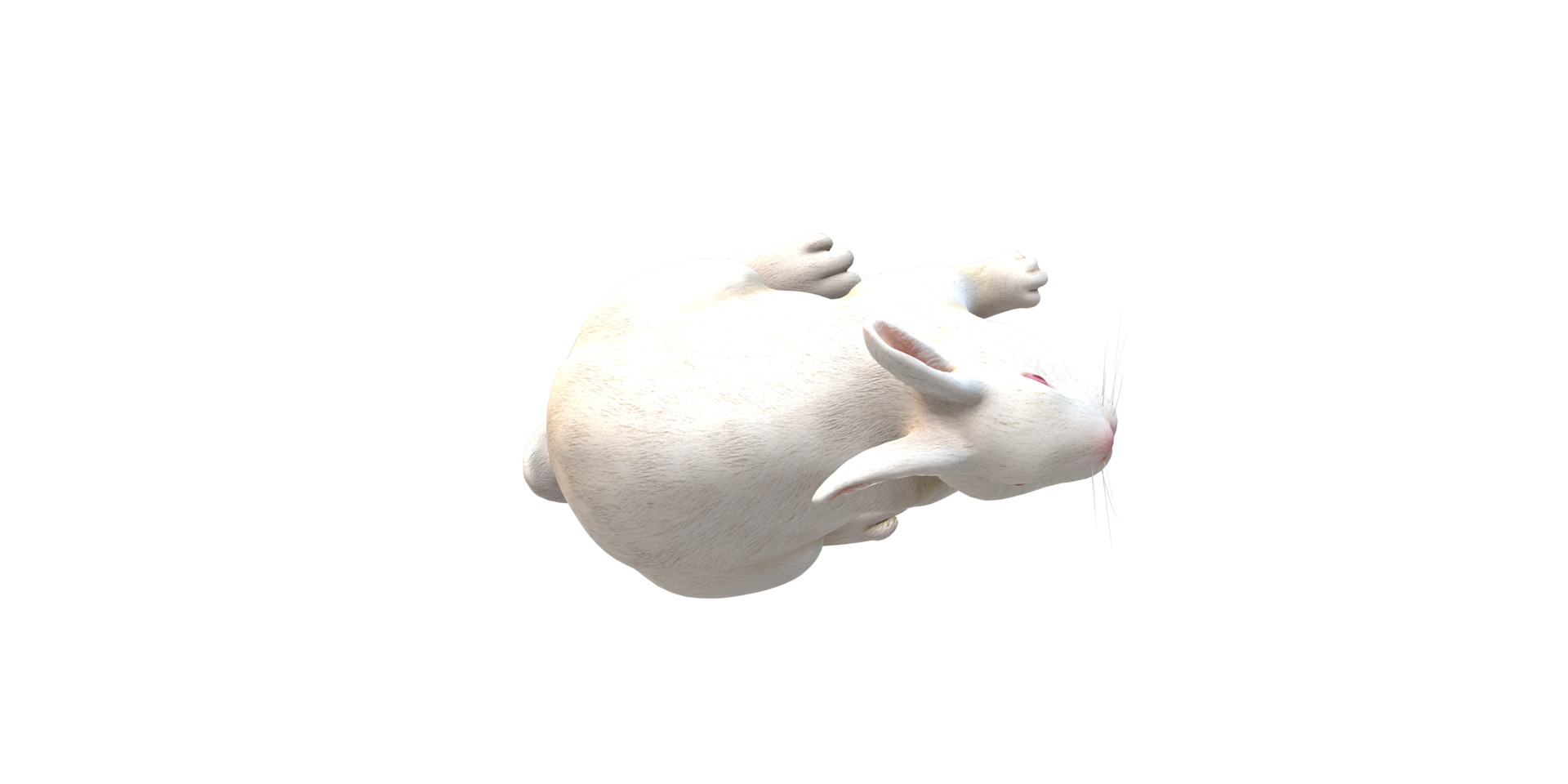 Rabbit isolated on a Transparent Background png